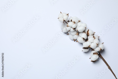 Branch with cotton flowers on white background, top view. Space for text