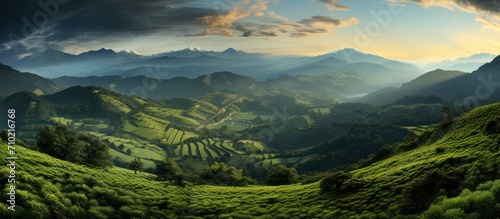 panorama of tea plantation peaks at sunset in the background
