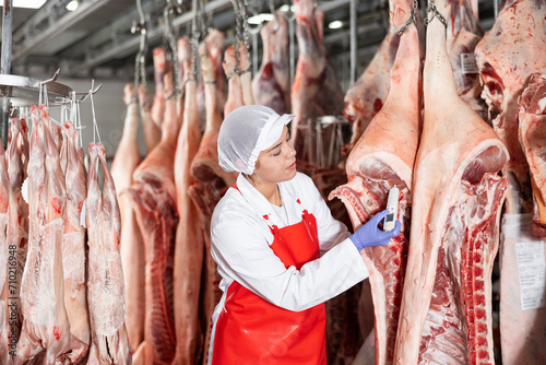 Interested young woman in white coat and red apron working in butchery cold warehouse, checking temperature of hanging raw dressed pork carcasses ..