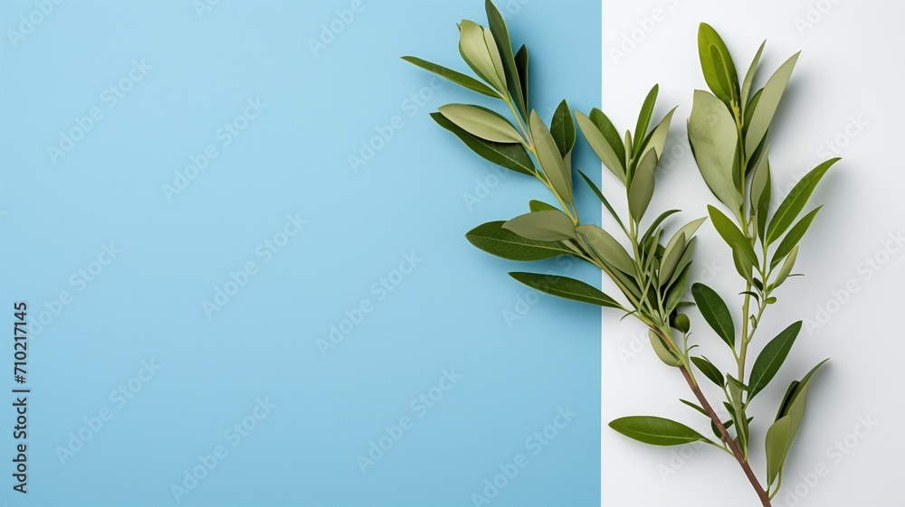 Olive branches against a two-tone blue and white background Olive branches against a two-tone blue and white background