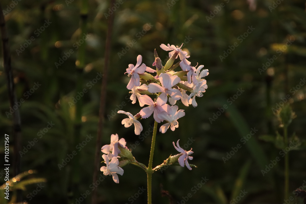 Fototapeta premium Backlit Flowers at Sunrise