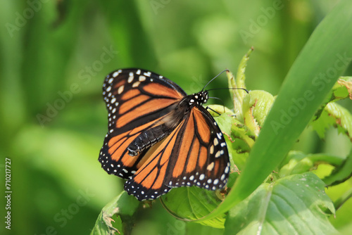 Monarch Butterfly with Wings Spread © Deborah