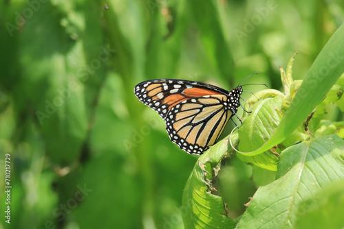 Monarch Butterfly © Deborah