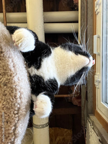 Tuxedo Kitty Cat Looks Out the Window. Underside view of a tuxedo kitty cat looking intently out the window. He is sitting on top of a carpeted cat tower. Looking up at a basement ceiling.