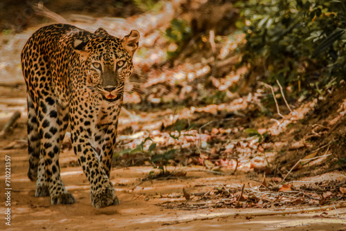 Ceylon wild Leopard  photo