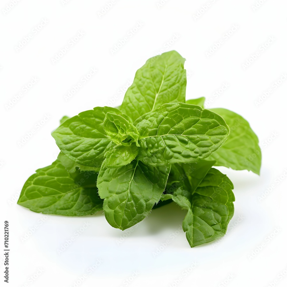 Peppermint Isolated on White Background.Refreshing Aromatic Herb Peppermint Isolated on White Background.Refreshing Aromatic Herb