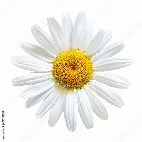 Echinacea Isolated on White Background.Vibrant Medicinal Flower