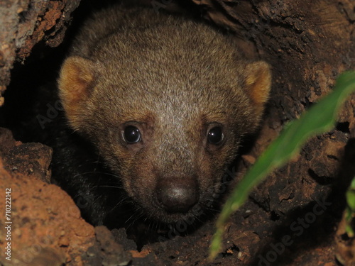 Cute baby of Tayra in hiding waiting for its mother in the Brazilian Amazon photo