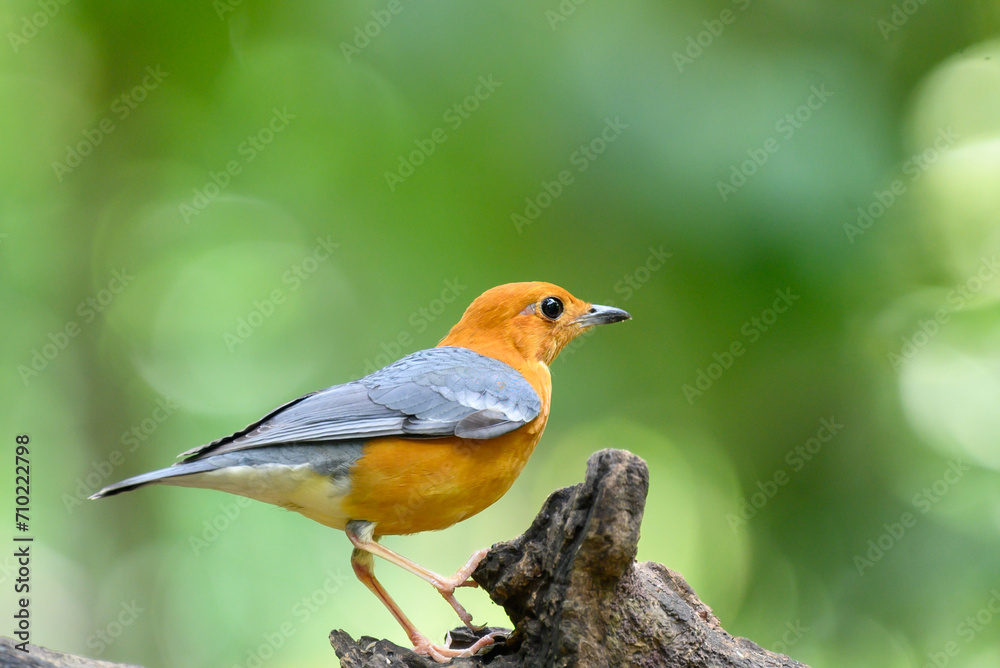 Geokichla citrina, Looking for food in the forest Geokichla citrina, Looking for food in the forest
