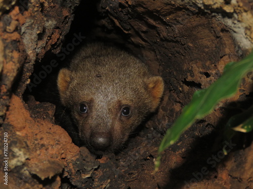 Cute baby Tayra hiding waiting for her mother and being bitten by mosquito in the Brazilian Amazon photo