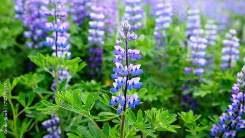 Lupine Field With Pink Purple And Blue Flowers. Beautiful Holiday Flowers. Lupine Flowers On A Sunny Summer Day Swinging On A Breeze In Iceland. photo