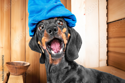 Dachshund dog in blue turban in wooden sauna screams in surprise, hot temperature, steam puppy in bathhouse with towel on his head opened his mouth funny, children hygiene, steam room Pet grooming © Masarik