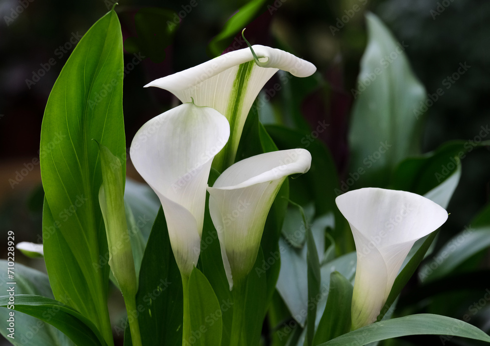 Obraz premium Beautiful flowers of white zantedeschia