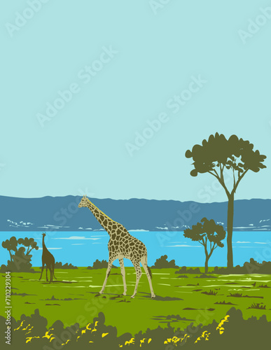 Art Deco or WPA poster of a giraffe or Giraffa camelopardalis in Murchison Falls National Park near Masindi in Uganda, Africa done in works project administration style.
