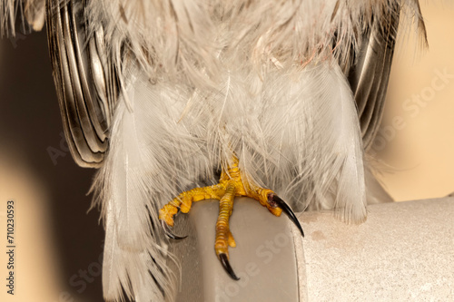 Sharp-shinned hawk (Accipter striatus) claws & feathers in garden; Laramie, Wyoming photo