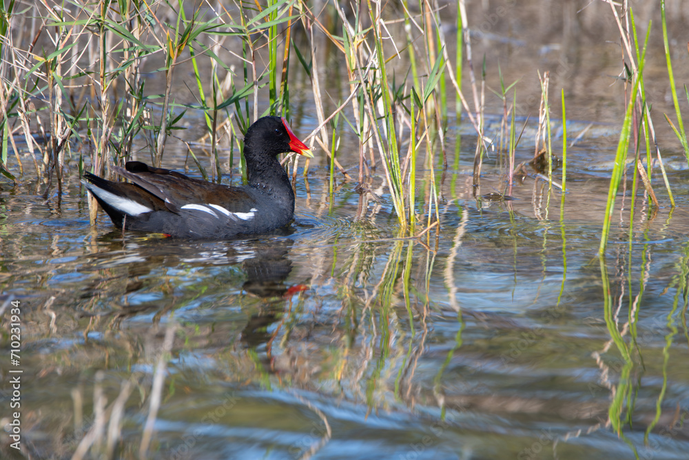 Common Moorhen Swimming in Wetlands Common Moorhen Swimming in Wetlands