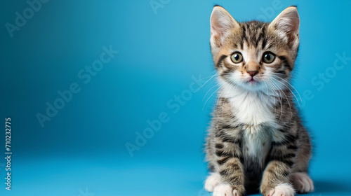 Studio portrait of a sitting curious kitten cat looking forward against a blue background © HM Design