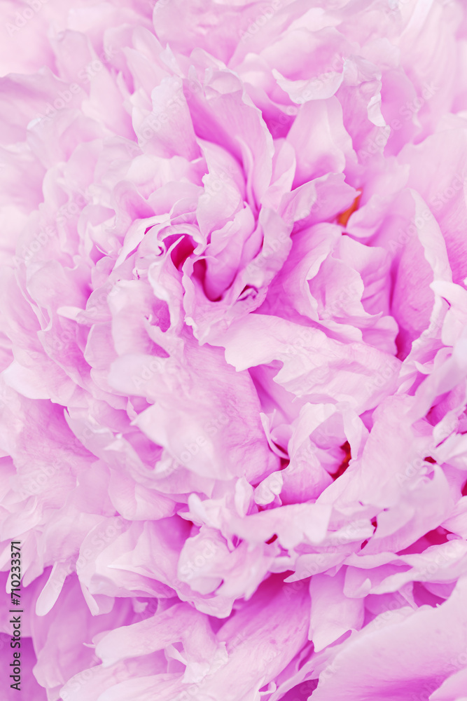 Peony flowers spring holiday flowery aesthetic nature close up pattern,  botanical design background, floral top view, light pink magenta blooming flower, scene beauty nature wallpaper, sunlight