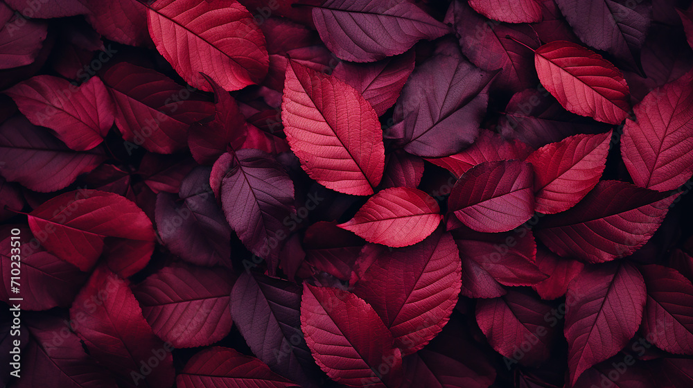 beautiful dark red autumn leaves background top view.