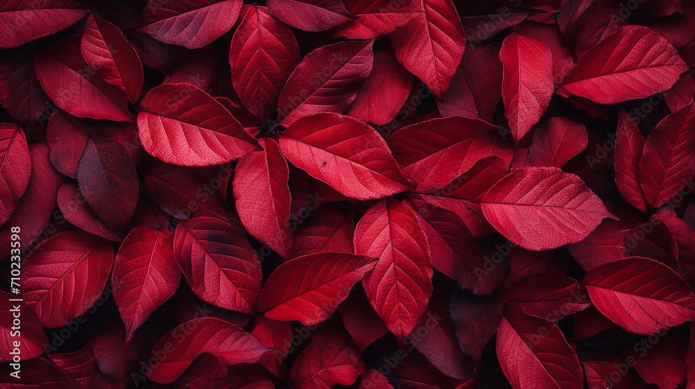 elegant dark red autumn leaves background top view