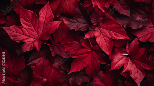 dark red autumn leaves background top view. fall color