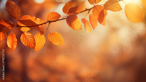 fall background. autumn colorful leaves and sun flare