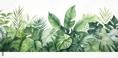 green tropical leaves on a white background