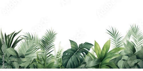 green tropical leaves on a white background