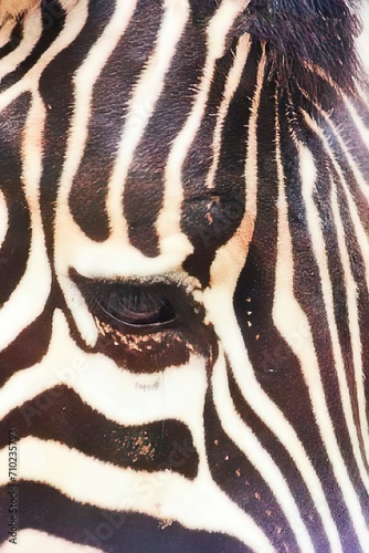 Close up view on an eye of zebra head with black and white striped pattern fur. Wild animal abstract background concept