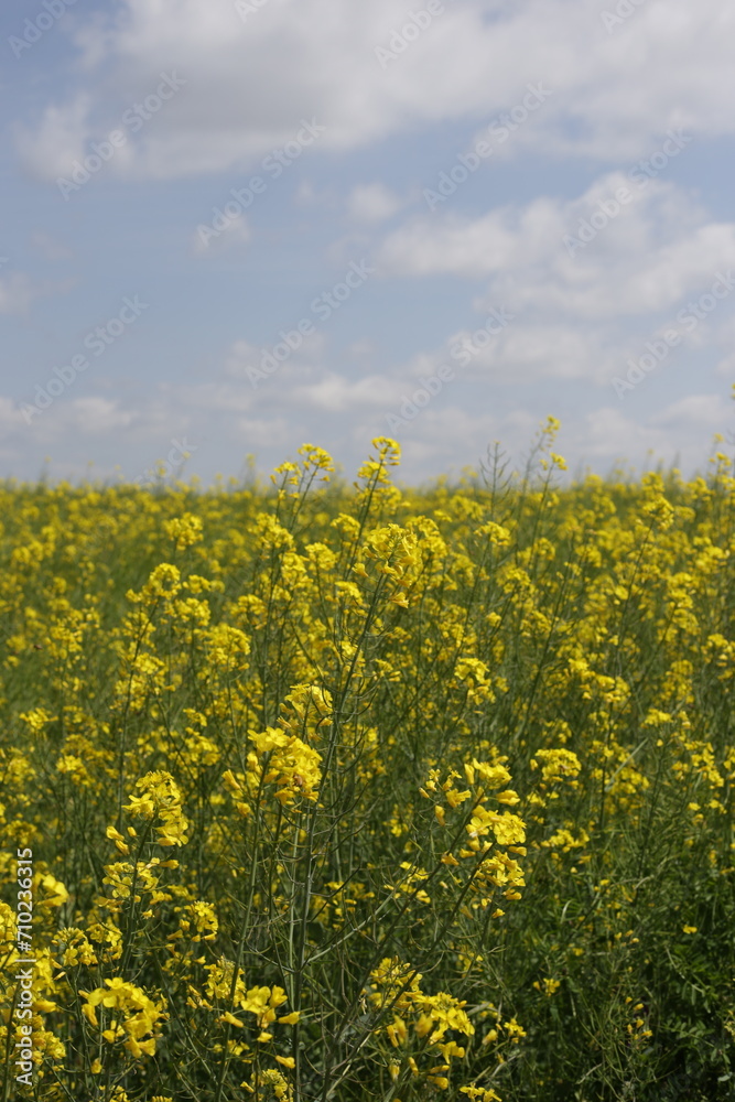 A vibrant yellow flower field blooms under a partly cloudy sky. Dense blossoms create a sea of yellow, dominating the view beneath the pale blue dotted with white clouds, hinting at a lovely day. A vibrant yellow flower field blooms under a partly cloudy sky. Dense blossoms create a sea of yellow, dominating the view beneath the pale blue dotted with white clouds, hinting at a lovely day.
