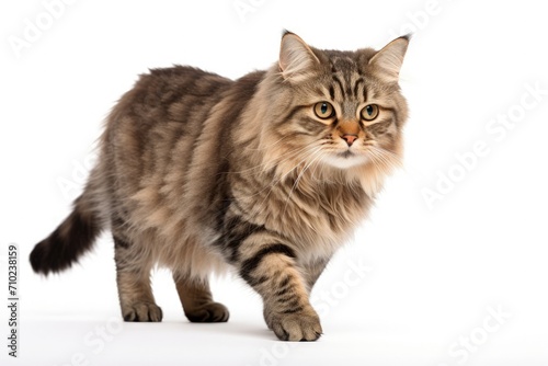 Beautiful happy cat posing on white background looking at the camera