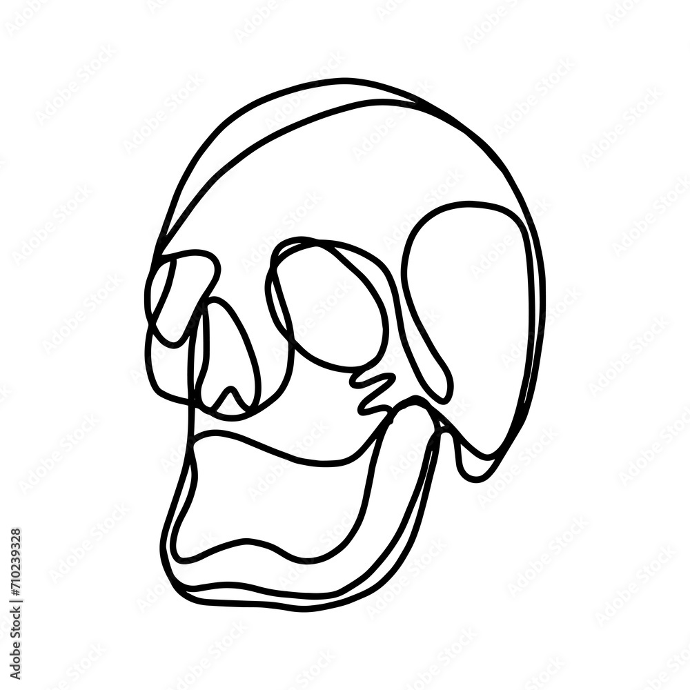 illustration of a skull