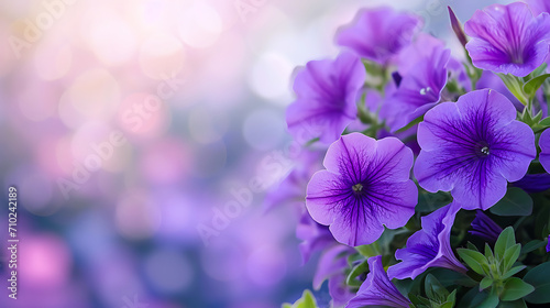 Purple Petunia Haven  Flowers Bed on Beautiful Blurred Nature Background - A Stunning Tapestry of Purple Petunias with Ample Copy Space. Embrace the Beauty of Blooms