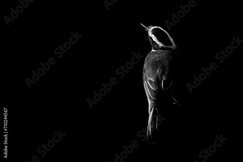 Fine art black and white great kiskadee bird black background and low key light photo
