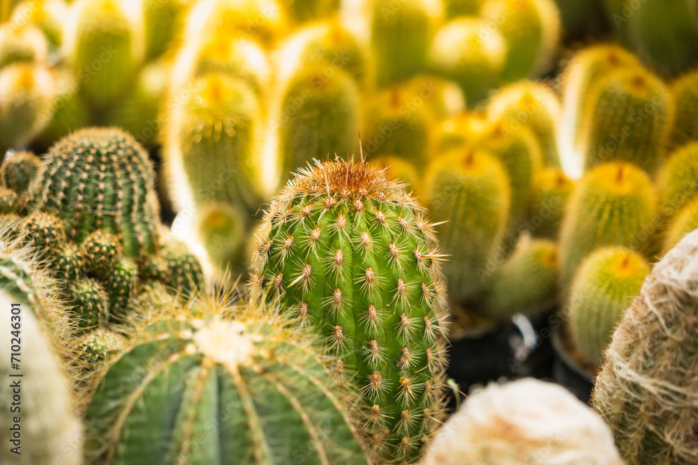 Beautiful cactus in flowerpot with sunlight for background and texture. Beautiful cactus in flowerpot with sunlight for background and texture.