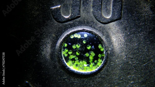 Japanese 50 Yen Coin Opening filled with swimming Volvox algae microbes magnified 15x photo