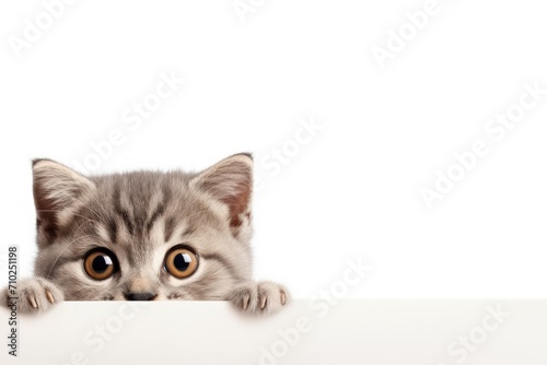 Cute Scottish cat peeks behind white banner