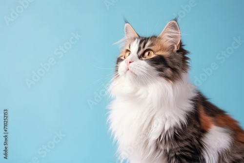 Fluffy calico cat with long hair looking sideways on light blue background Focus on snout