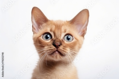 Front view portrait of adorable Burmese kitten licking its tongue on a white background looking funny and tasting something delicious
