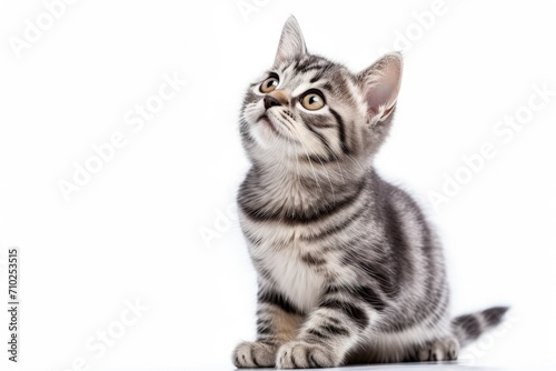 Grey striped kitten posing in studio looking up and licking its lips waiting for deliciousness on white background © The Big L