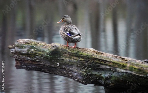 Konstfotografi Female Mallard Duck