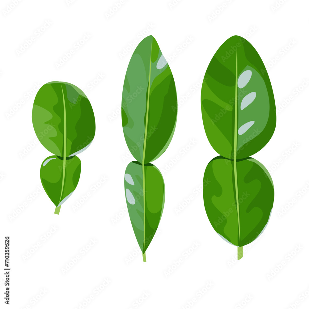 Kaffir Lime Leaf, Kieffer Lime Leaf, Makrut, Magrood, Neroli, Aromatic Leaves, Vector Illustrations, Isolated on White Background Kaffir Lime Leaf, Kieffer Lime Leaf, Makrut, Magrood, Neroli, Aromatic Leaves, Vector Illustrations, Isolated on White Background