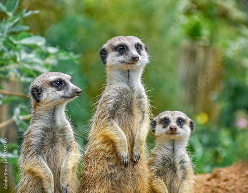meerkat family on guard © IB Photography
