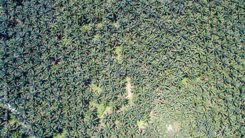 aerial view of palm oil plantation at Gomanting Sabah, Borneo photo