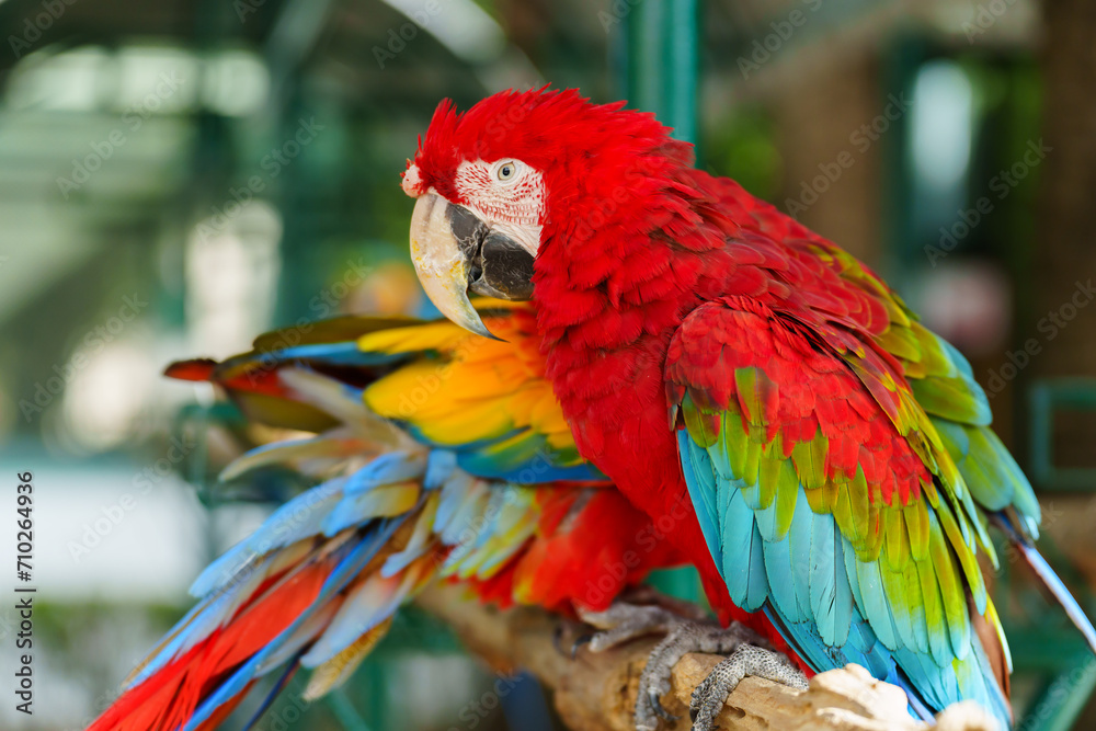 Obraz premium scarlet macaw (Ara macao), red parrot on wood tree branch