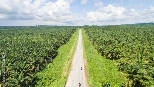aerial view of palm oil plantation at Gomanting Sabah, Borneo
