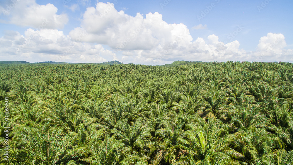 aerial view of palm oil plantation at Gomanting Sabah, Borneo