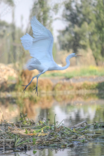 An eastern great egret or Ardea alba modesta flying in Xochimilco lake Mexico City, a white heron in the genus Ardea, a large heron bird with all-white plumage. photo