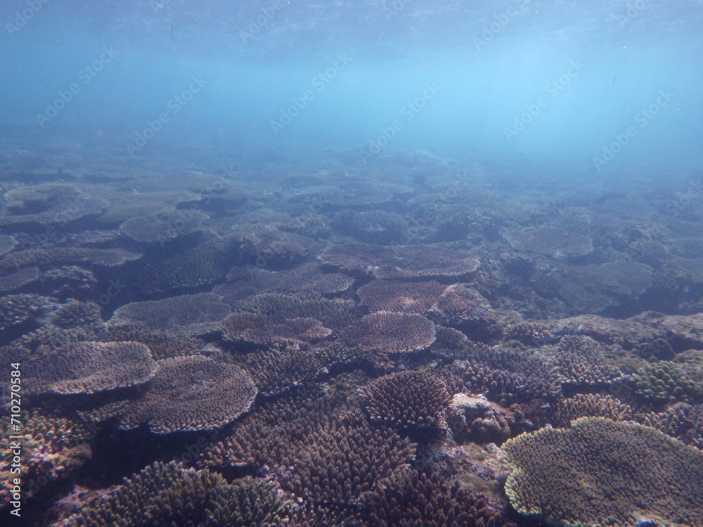 沖縄の海
沖縄の海