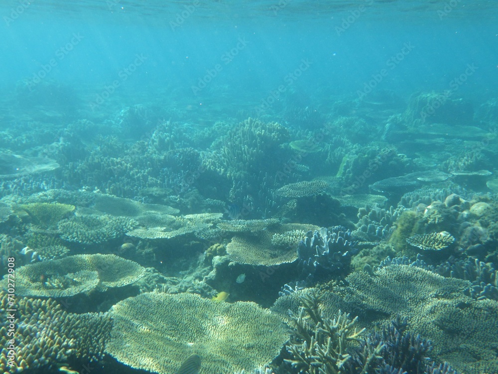 Fototapeta premium 沖縄の海 